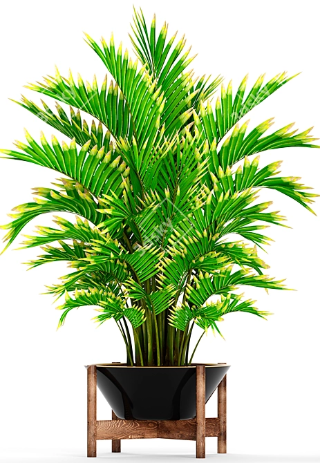 Elegant Howea Forsteriana Palm 3D model image 2