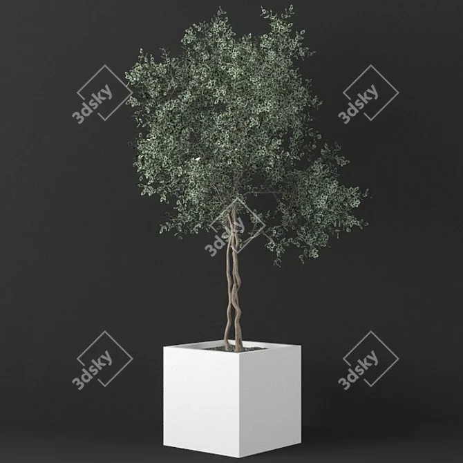 Big Ficus Benjamin Tree 3D model image 1