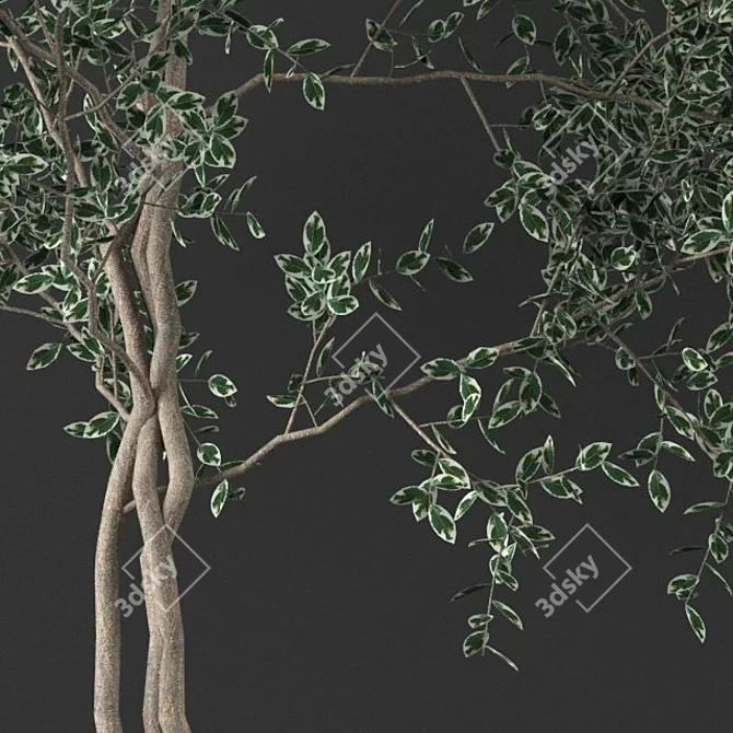 Big Ficus Benjamin Tree 3D model image 2