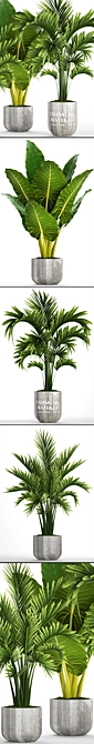 Tropical Plant Collection: Alocasia, Howea Forsteriana 3D model image 2