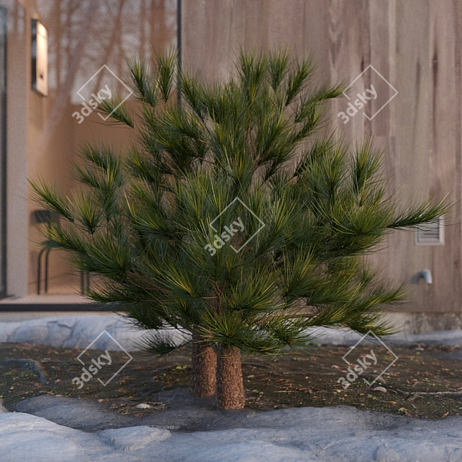 Charming Pine Miniature 3D model image 2