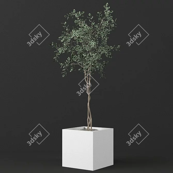 Small Ficus Benjamin Model - 129cm 3D model image 1