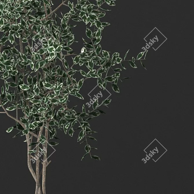 Small Ficus Benjamin Model - 129cm 3D model image 2