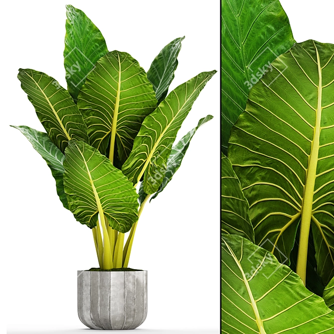 Giant Alocasia: Majestic Leafy Beauty 3D model image 1