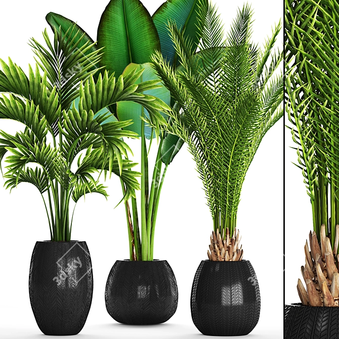 Tropical Plant Collection: Date Palm, Hovea, and Ravenala 3D model image 1