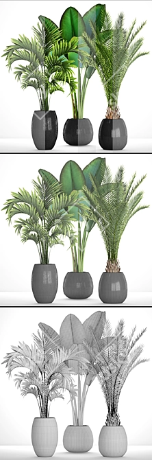 Tropical Plant Collection: Date Palm, Hovea, and Ravenala 3D model image 3