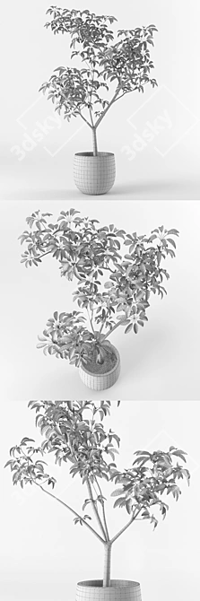 Miniature Potted Tree: Petite and Perfect 3D model image 3