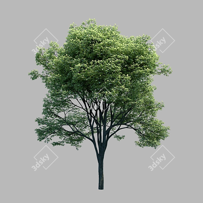 Evergreen Beauty: Stunning Russian Tree 3D model image 1