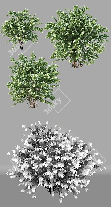 Enhanced Philadelphus Blossom Beauty 3D model image 3