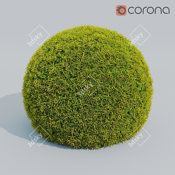 Cupresus_Ball 3D Plant Model 3D model image 1