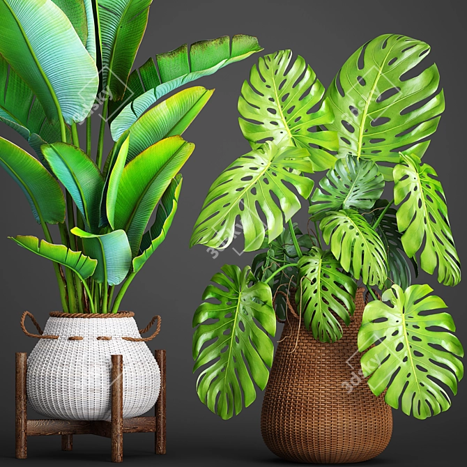 Tropical Paradise: Collection of Exquisite Plants 3D model image 1