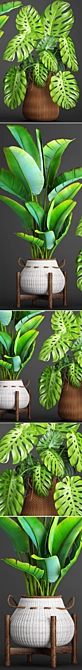 Tropical Paradise: Collection of Exquisite Plants 3D model image 2