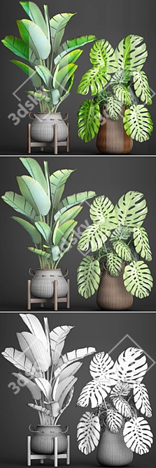 Tropical Paradise: Collection of Exquisite Plants 3D model image 3