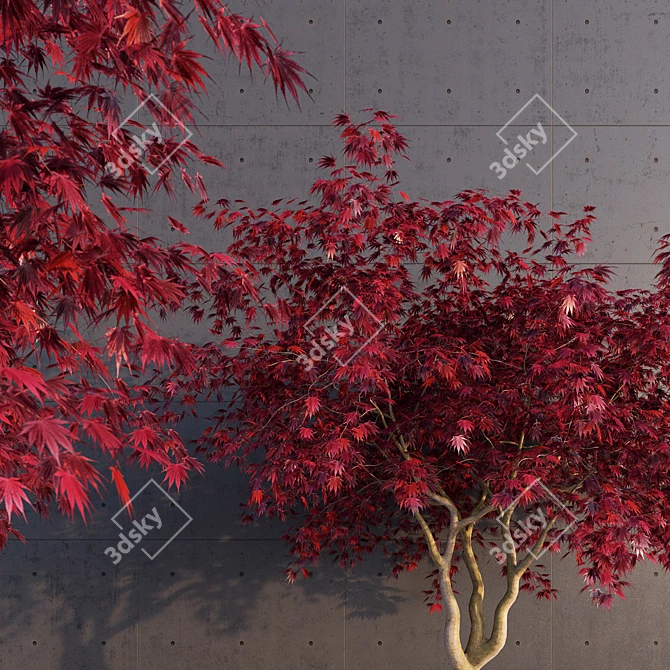 Elegant Japanese Maple Tree 3D model image 1