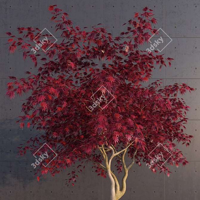 Elegant Japanese Maple Tree 3D model image 2