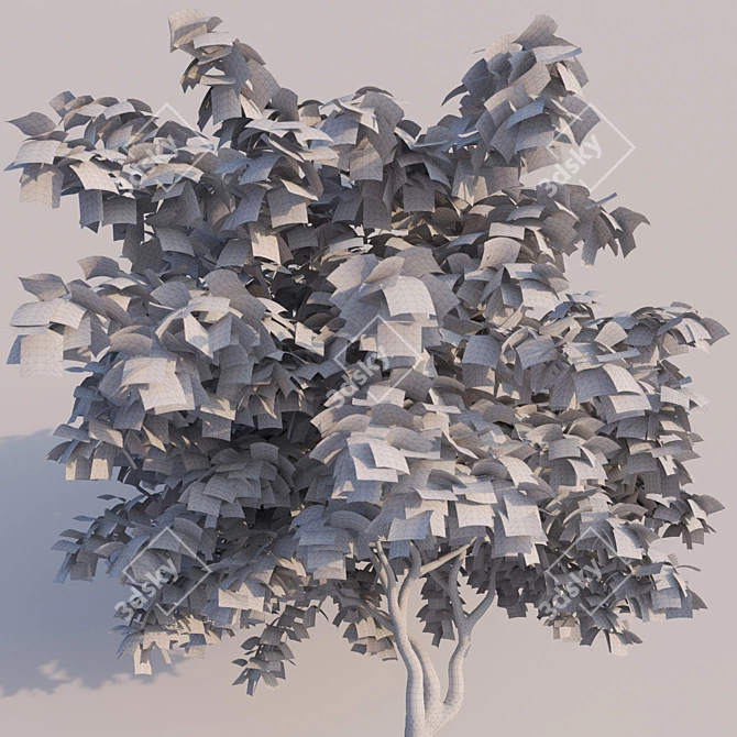 Elegant Japanese Maple Tree 3D model image 3