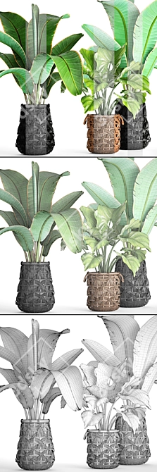 Tropical Plant Collection: Banana Palms 3D model image 3