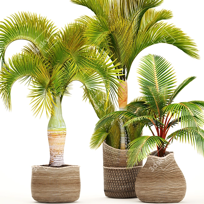 TropiCollection: Exotic Plant Oasis 3D model image 1