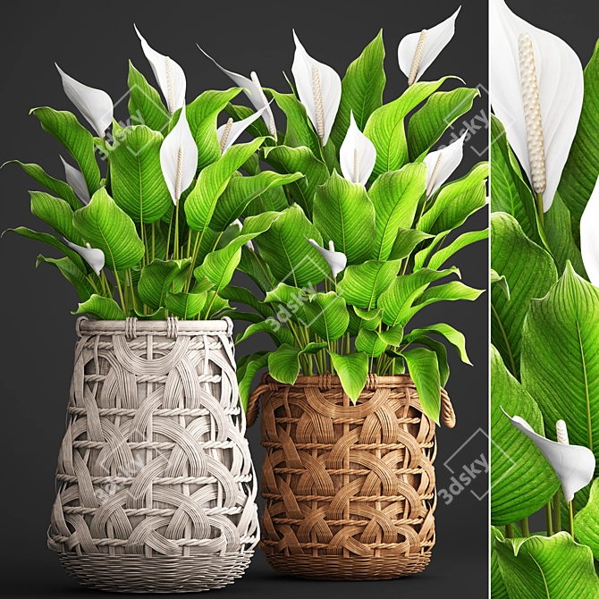 Evergreen Collection: Spathiphyllum 3D model image 1