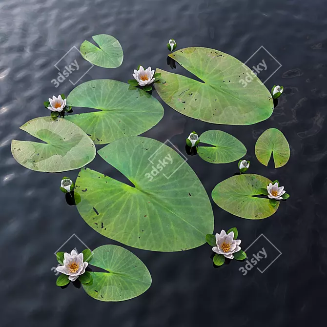 Exquisite Water Lily Scene 3D model image 1