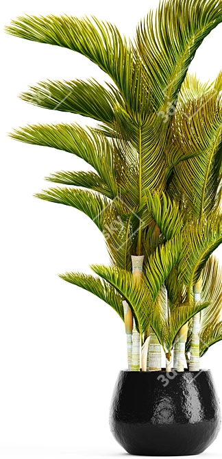 Golden Palm Tree - Vibrant Tropical Beauty 3D model image 2