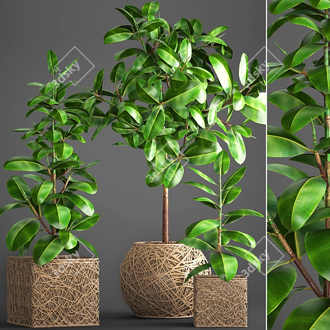 Ficus Robusta Pot Collection 3D model image 1