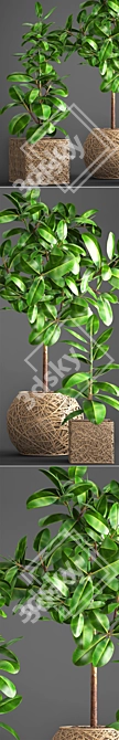 Ficus Robusta Pot Collection 3D model image 2