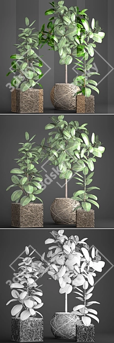 Ficus Robusta Pot Collection 3D model image 3