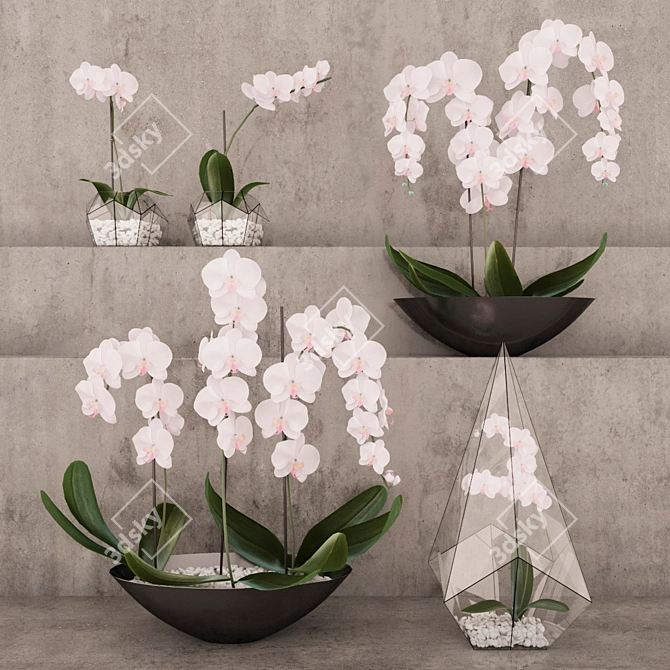 Exquisite Orchid Collection 3D model image 1