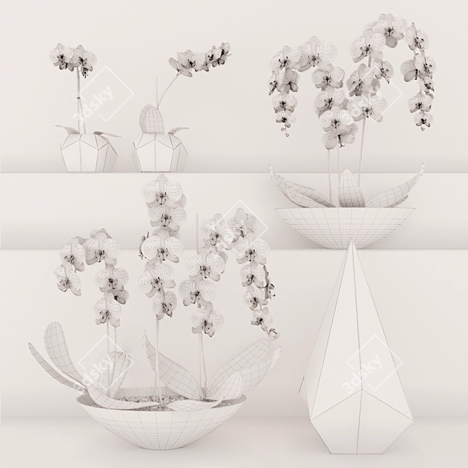 Exquisite Orchid Collection 3D model image 2