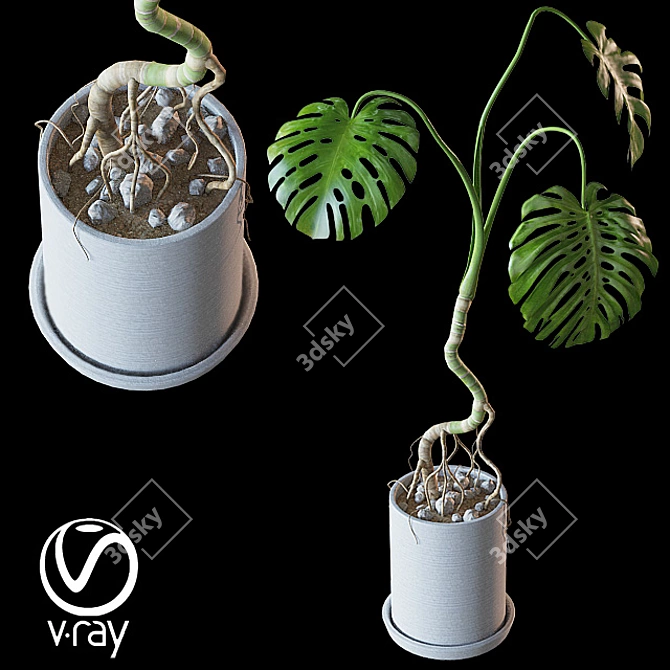 Tropical Monstera Plant in Ceramic Pot 3D model image 1