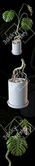 Tropical Monstera Plant in Ceramic Pot 3D model image 3