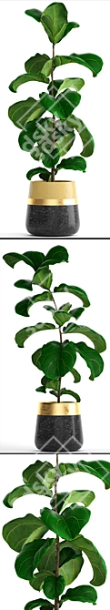 Ficus Lyrata Collection: 107 Exquisite Plants 3D model image 2