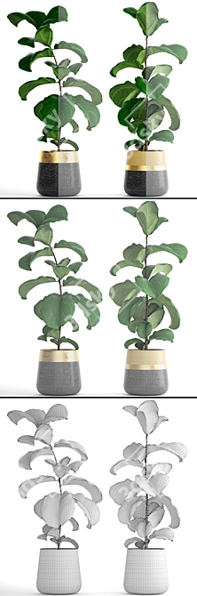 Ficus Lyrata Collection: 107 Exquisite Plants 3D model image 3