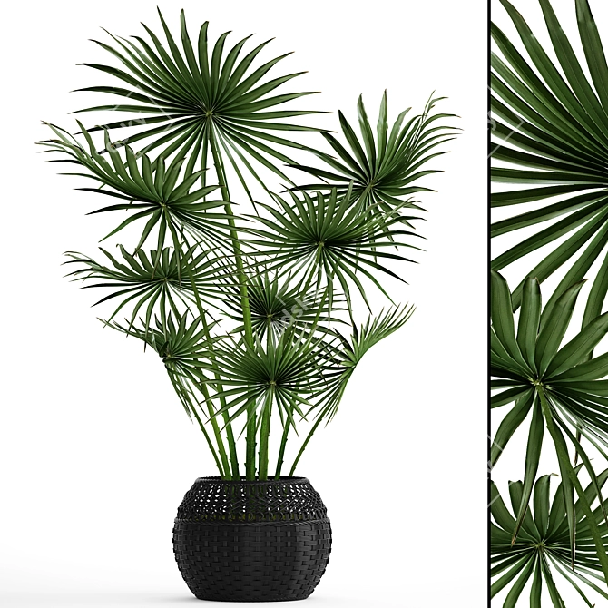 Indoor Fan Palm: Black Basket 3D model image 1