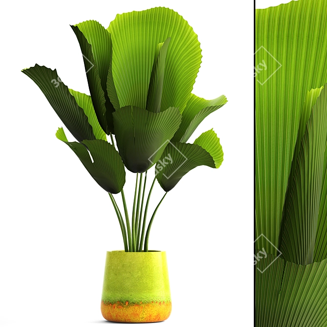 Exquisite Licuala Orbicularis Palm 3D model image 1