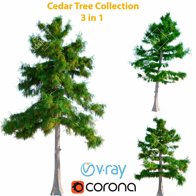 Title: Cedar Collection: 3 Textured Modles 3D model image 1