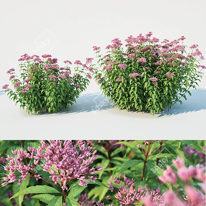 Eupatorium purpureum: Versatile and Stunning 3D model image 1