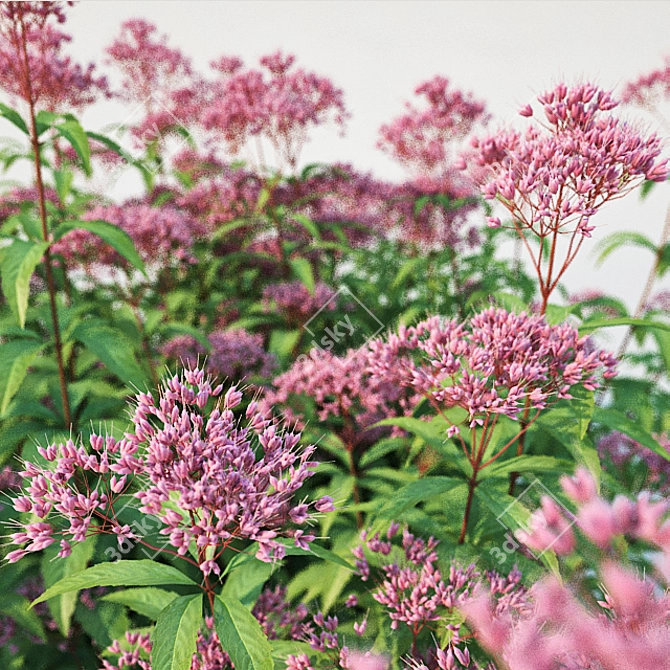 Eupatorium purpureum: Versatile and Stunning 3D model image 2