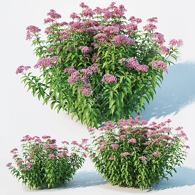 Eupatorium purpureum: Versatile and Stunning 3D model image 3