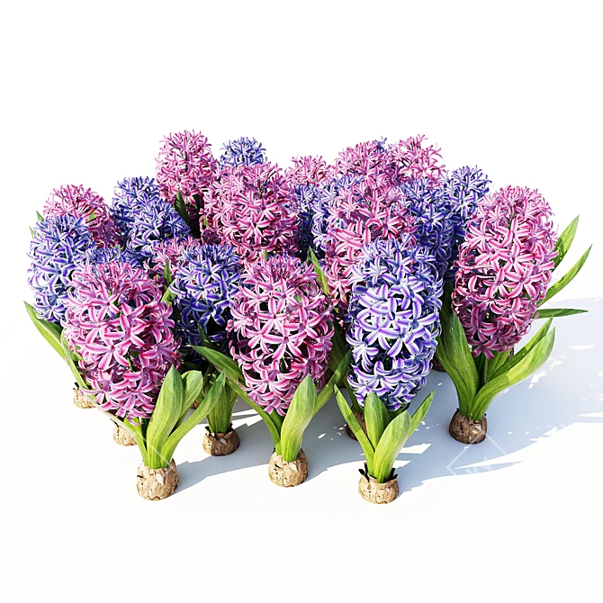 Fragrant Spring Hyacinthus 3D model image 1