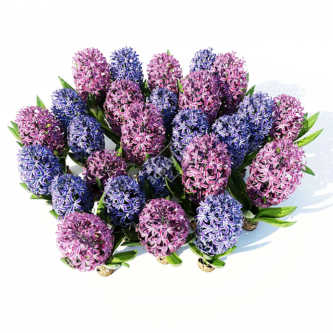 Fragrant Spring Hyacinthus 3D model image 2