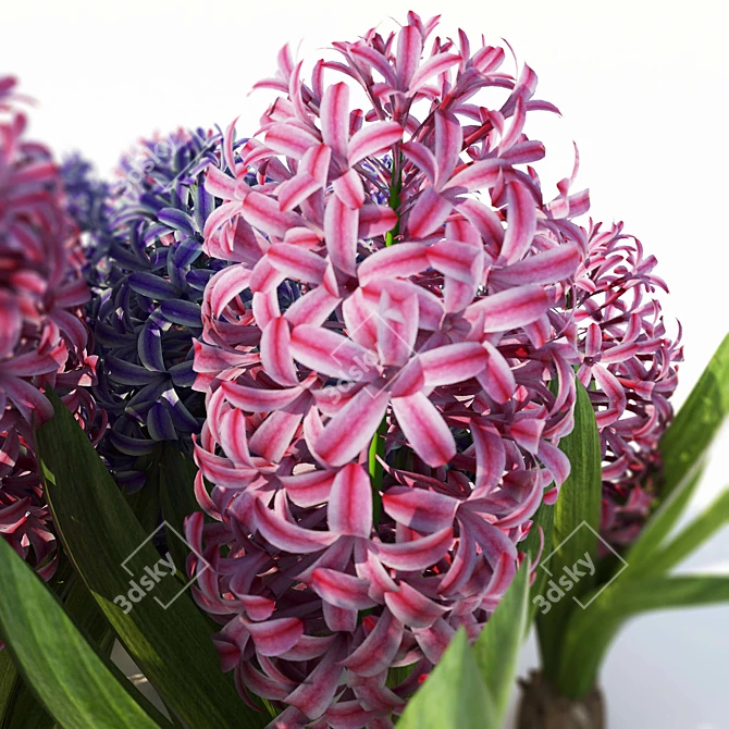 Fragrant Spring Hyacinthus 3D model image 3