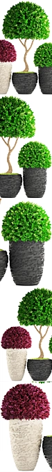 118 Plant Collection: Topiary Haven 3D model image 2