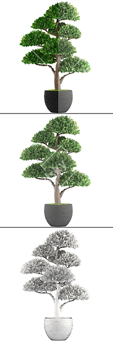 Niwaki Topiary Tree 3D model image 3