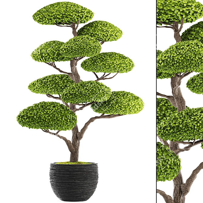 Niwaki Bonsai Tree Sculpture 3D model image 1