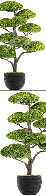 Niwaki Bonsai Tree Sculpture 3D model image 2