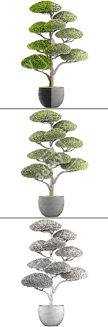 Niwaki Bonsai Tree Sculpture 3D model image 3