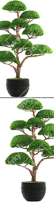 Niwaki Bonsai Cedar 3D model image 2