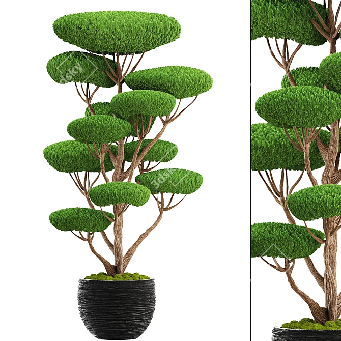 Cedar Bonsai Topiary Tree 3D model image 1